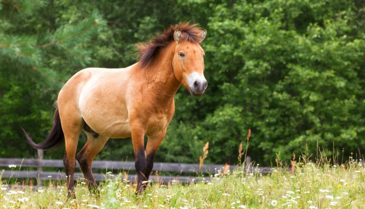 cavalo selvagem