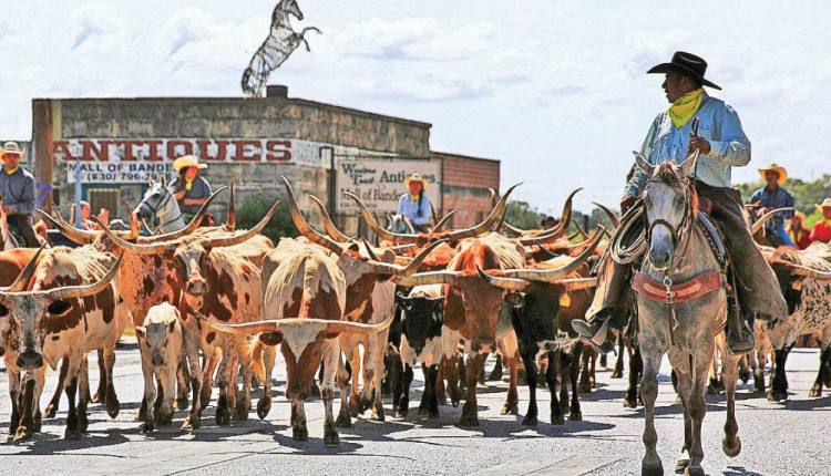 pecuária no texas