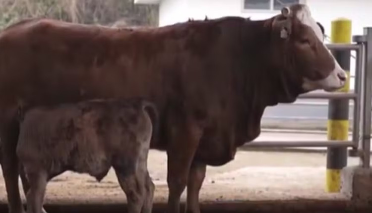clonagem de bovinos