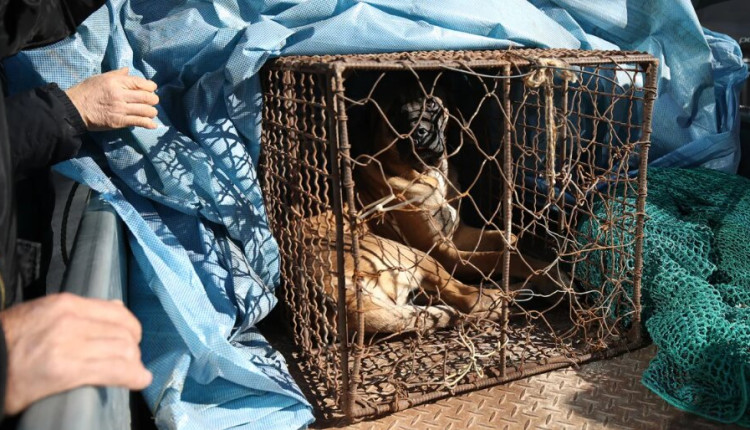 Cachorro olha de uma gaiola para um protesto de criadores de cães em Seul, Coreia do Sul, em 30 de novembro de 2023