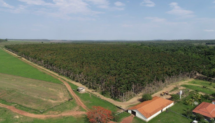 Setor brasileiro de árvores cultivadas alcança receita bruta de R$ 260 bilhões e atrai investidores