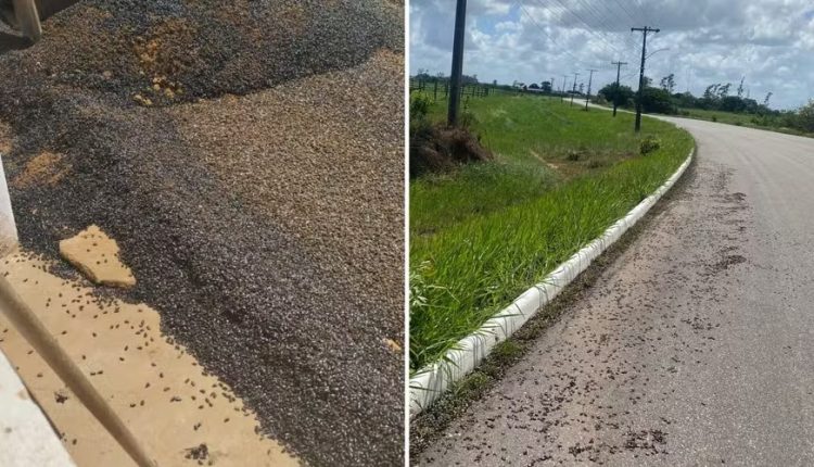 Besouros invadem cidade no Amapá: saiba o que causou a infestação