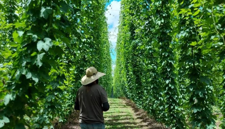 fazenda de cerveja