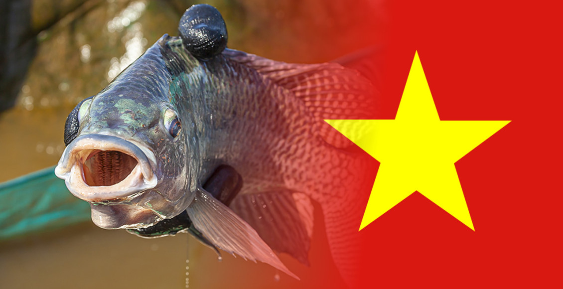 importacao de tilapia do vietnam