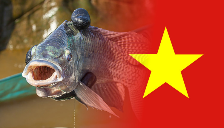 importacao de tilapia do vietnam