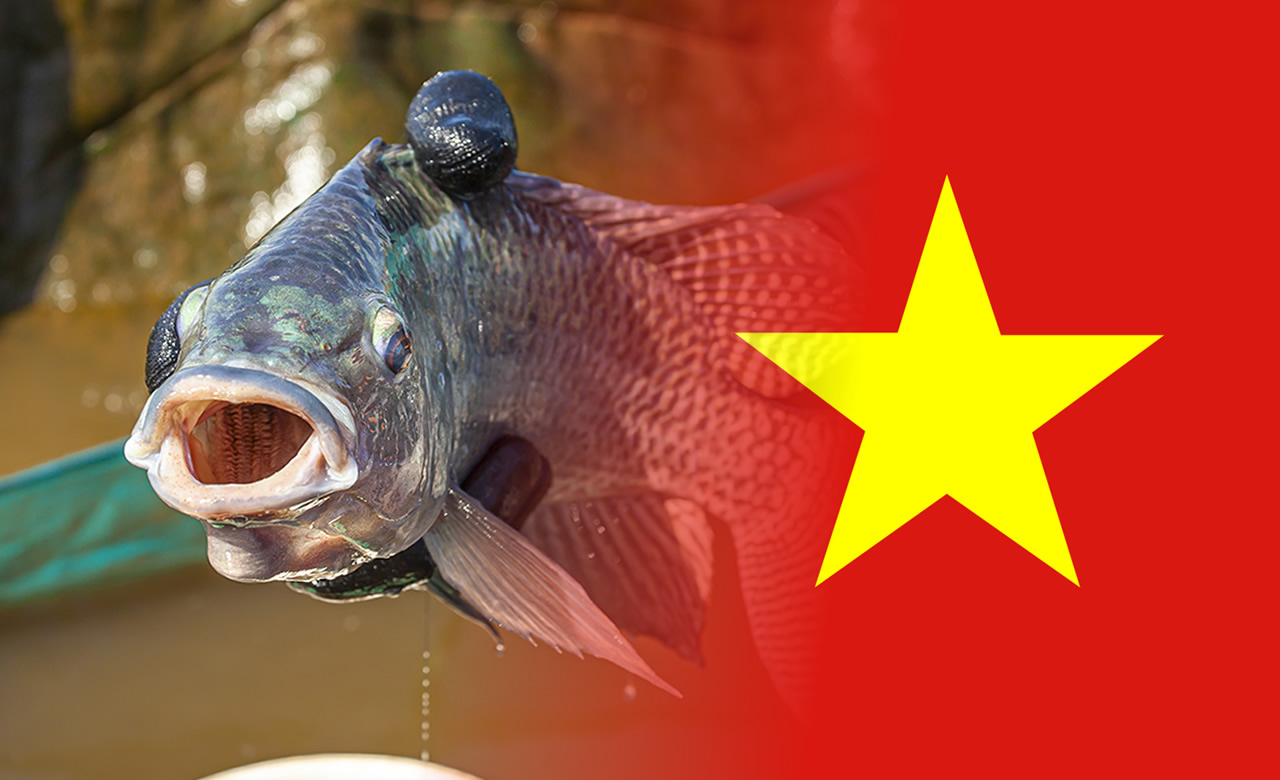 importacao de tilapia do vietnam