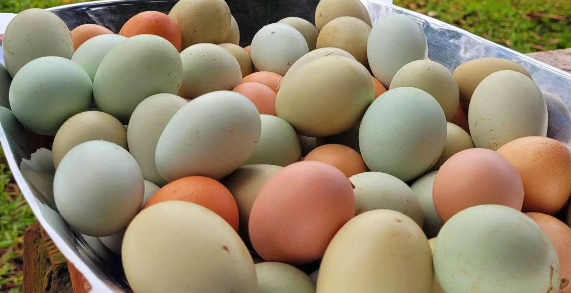 ovos caipiras de varias cores