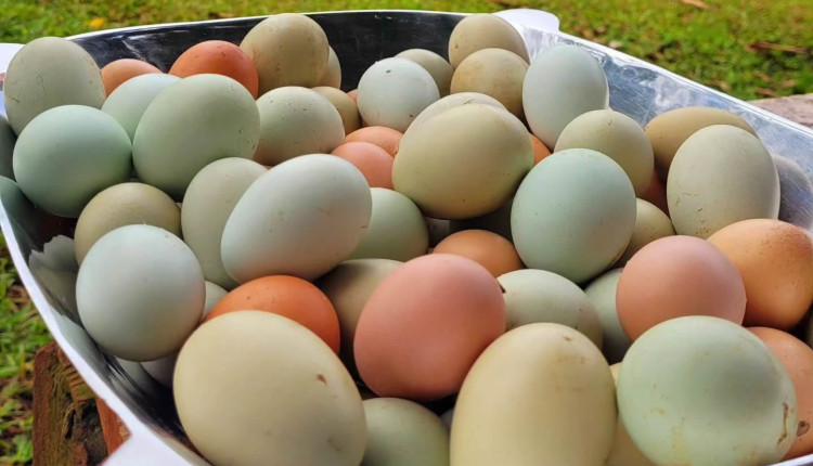 ovos caipiras de varias cores