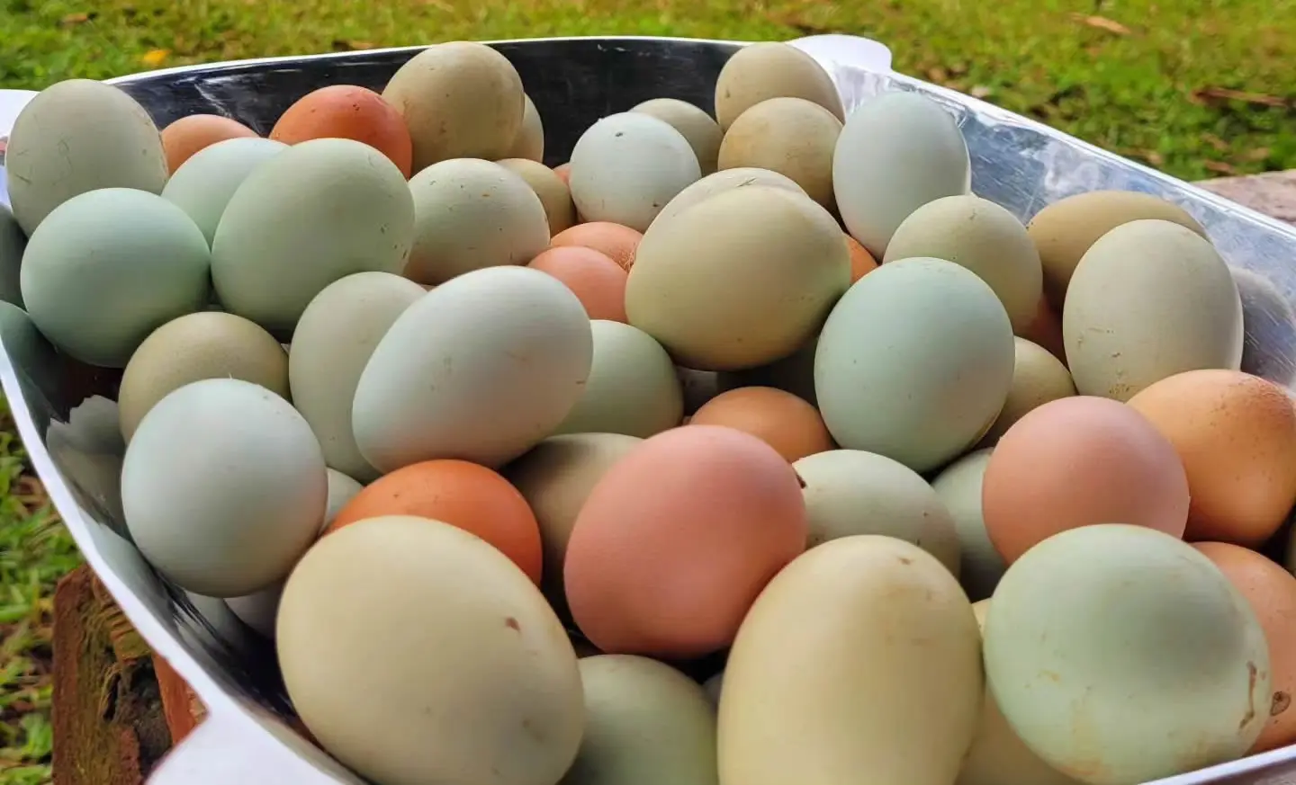 ovos caipiras de varias cores