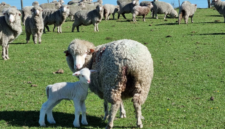 Explorar os comportamentos específicos e os hábitos de pastejo é fundamental ao escolher pastagens para ovinos e caprinos. Confira