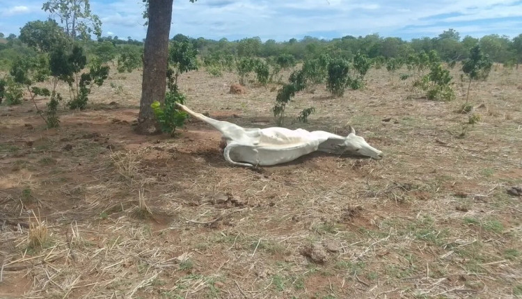 Gado morre por causa da seca no sul do Tocantins