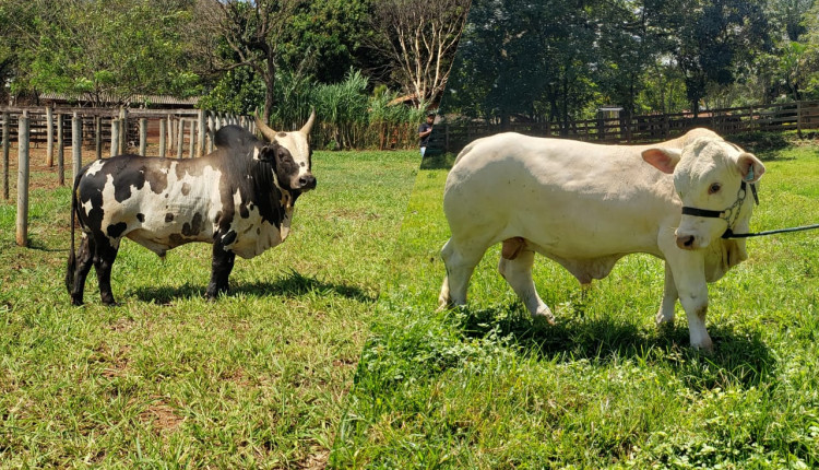 venda de mini bovinos - punganur - nelore pintado