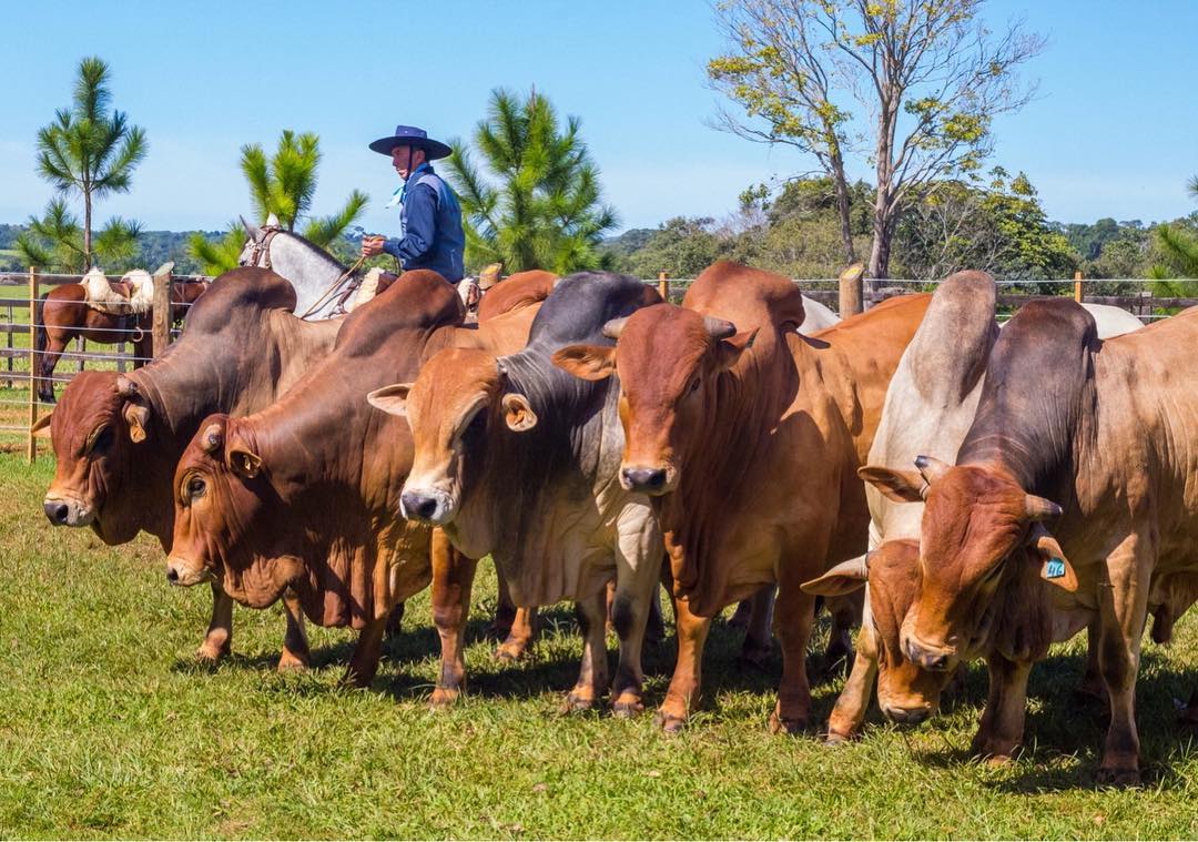 Boran - Genética de raça africana já está disponível no Brasil