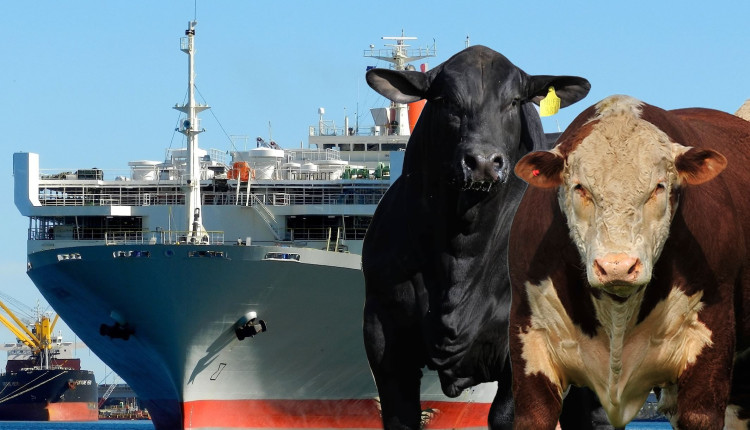 Brasil deve exportar mais de 100 mil cabeças de gado para a Turquia -