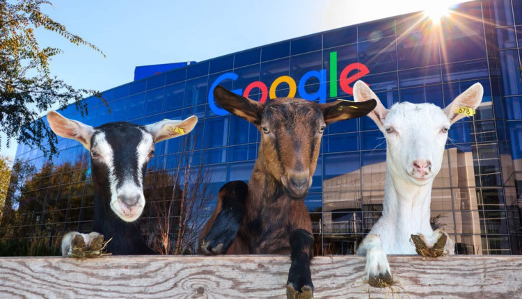 cabras cortam gramas no google
