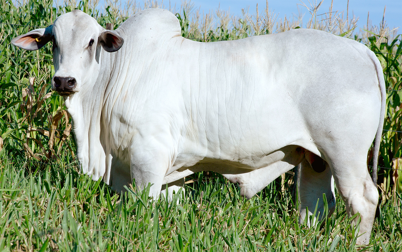 ÍNDICE DE CV, que é filho de Estoril Mat em vaca CV, impressiona por sua precocidade e qualidade genética