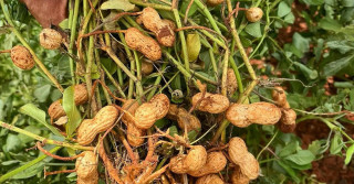 NP Zanchetta Cerealista de amendoim