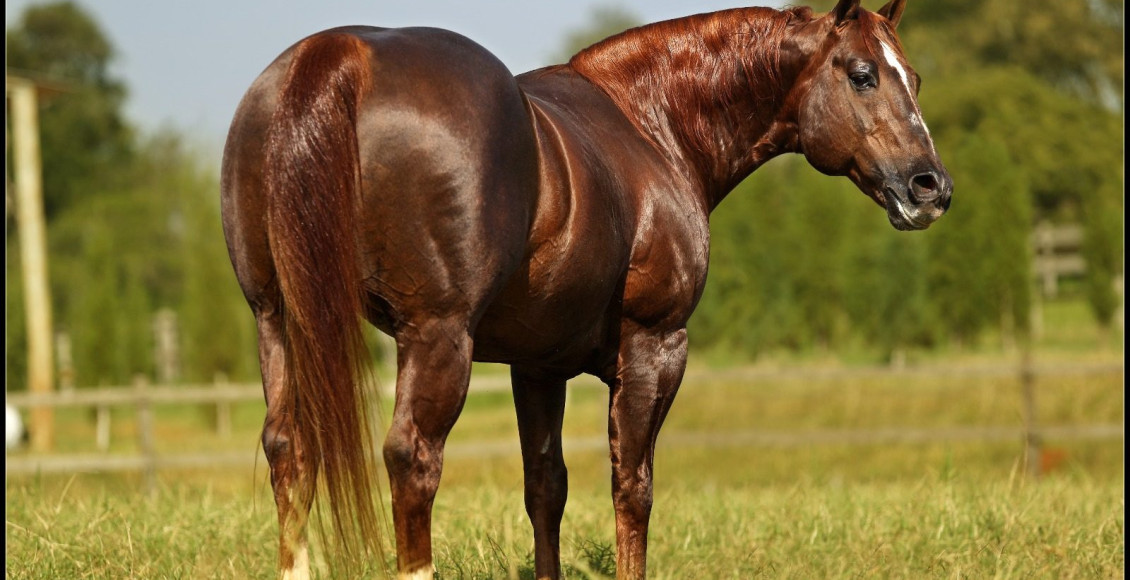 Pop Superhorse se firma como um dos maiores ganhadores do Oscar do Quarto de Milha (2)