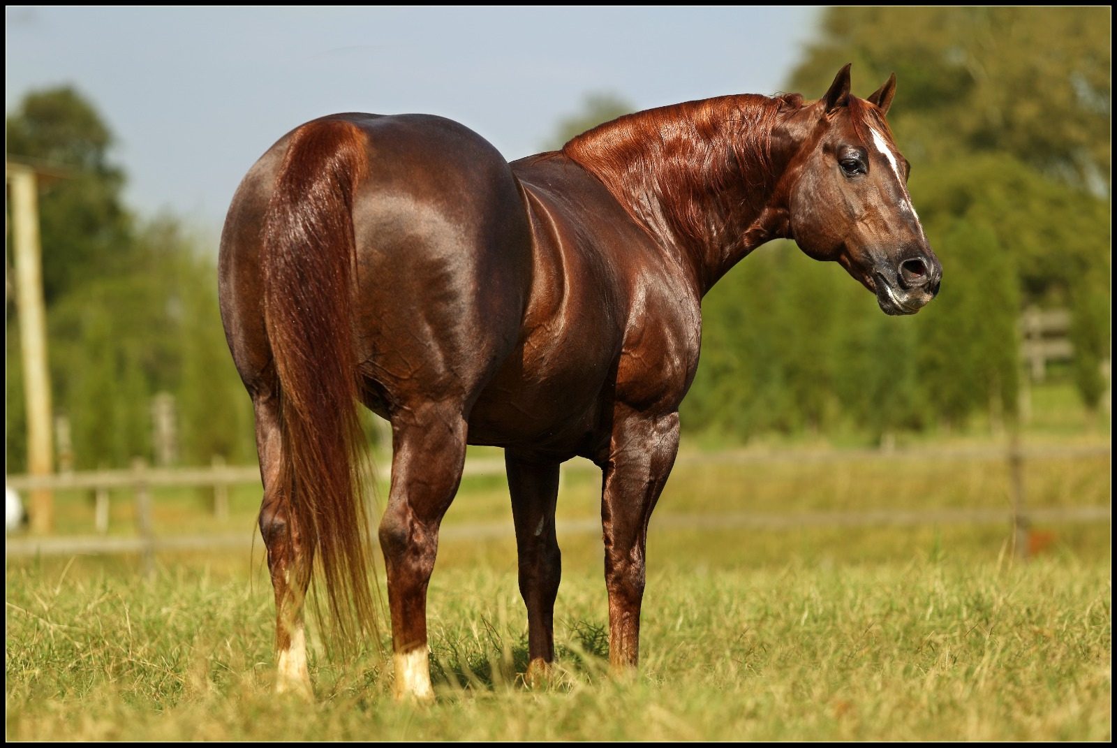 Pop Superhorse se firma como um dos maiores ganhadores do Oscar do Quarto de Milha (2)