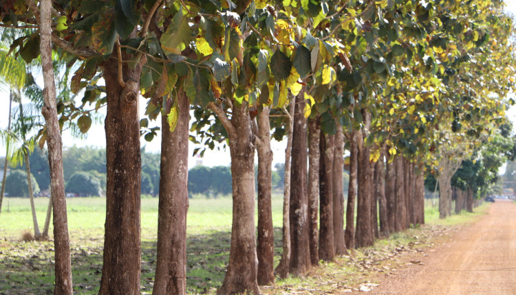 Teca (Tectona grandis L.f.), planta originária da Ásia e que encontra-se em expansão nas regiões Centro-Oeste e Norte do Brasil, com plantio no campo experimental da Embrapa Rondônia.