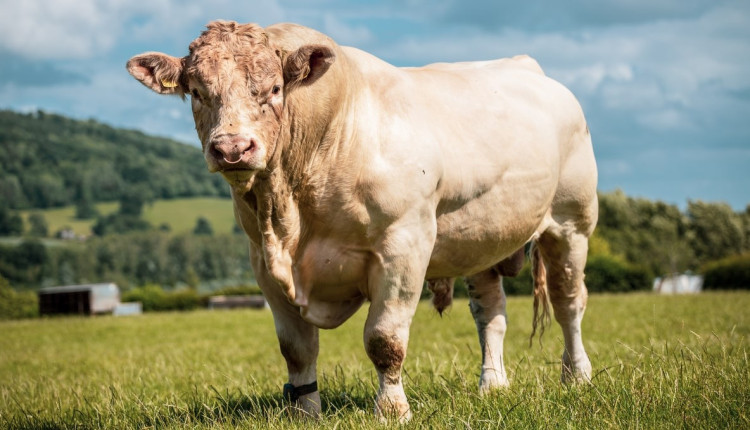 bovino gigante