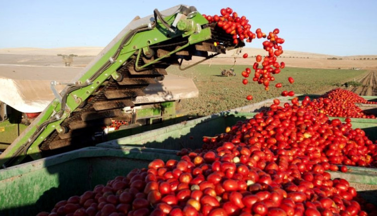 maior produtor de tomate