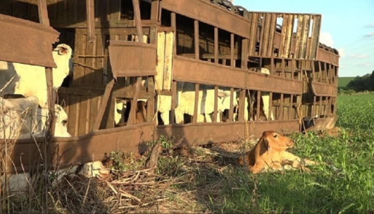 carreta com gado tomba