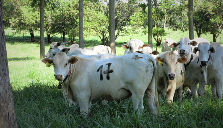 Árvores no pasto melhoram ganho de peso, conforto térmico e reprodução dos animais