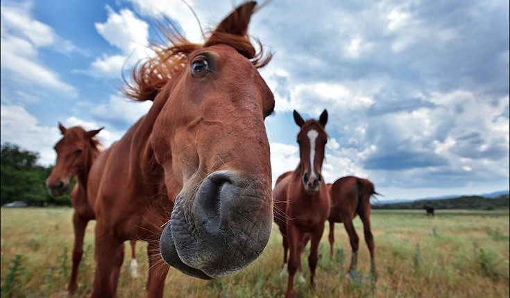 Cavalo se torna viral por seu amor pelo rock