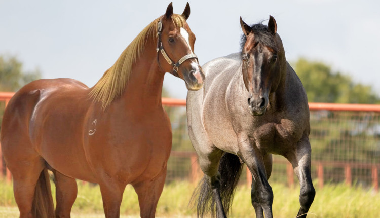 cavalo mais caro do brasil - quarto de milha