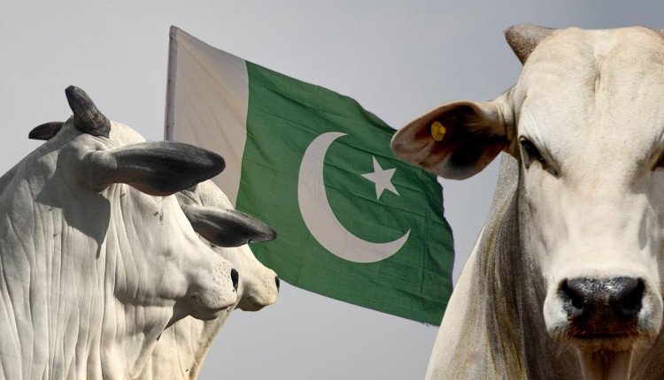 exportacao de genetica bovina do brasil para o paquistao