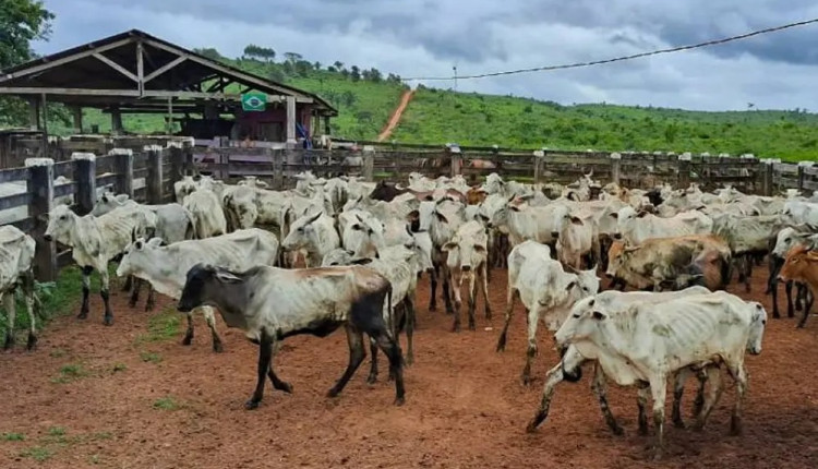 Pequenos pecuaristas são beneficiados pela Emater com doação de gado