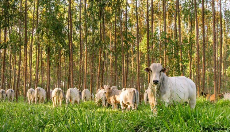 A implementação do sistema silvipastoril proporciona um aumento significativo na biodiversidade, fornecendo habitats para diversas espécies selvagens.