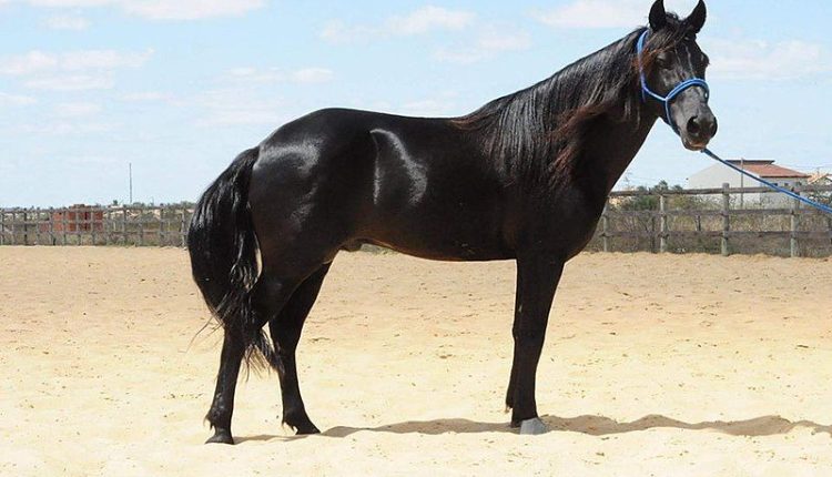 Conheça o cavalo nordestino o mais resistente do Brasil