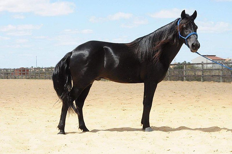 Conheça o cavalo nordestino o mais resistente do Brasil