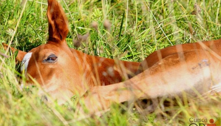 Os cavalos afetados pela encefalomielite equina exibem sintomas como depressão, flacidez labial, diminuição dos reflexos palpebrais e pressão da cabeça contra objetos.