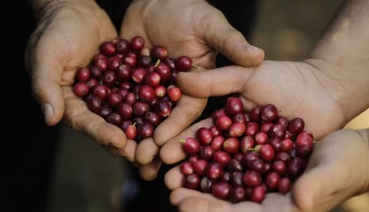 Expocacer cultiva, atualmente, 13 mil hectares de café com manejo regenerativo — Foto: Divulgação