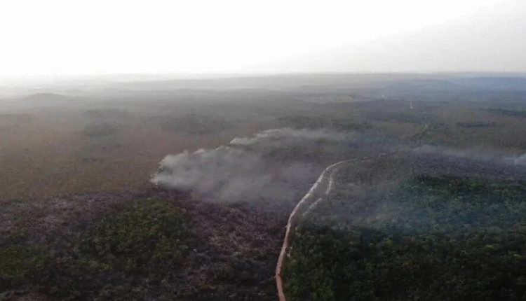 Incêndios: área atingida no Brasil cresce 248% em relação a janeiro de 2023