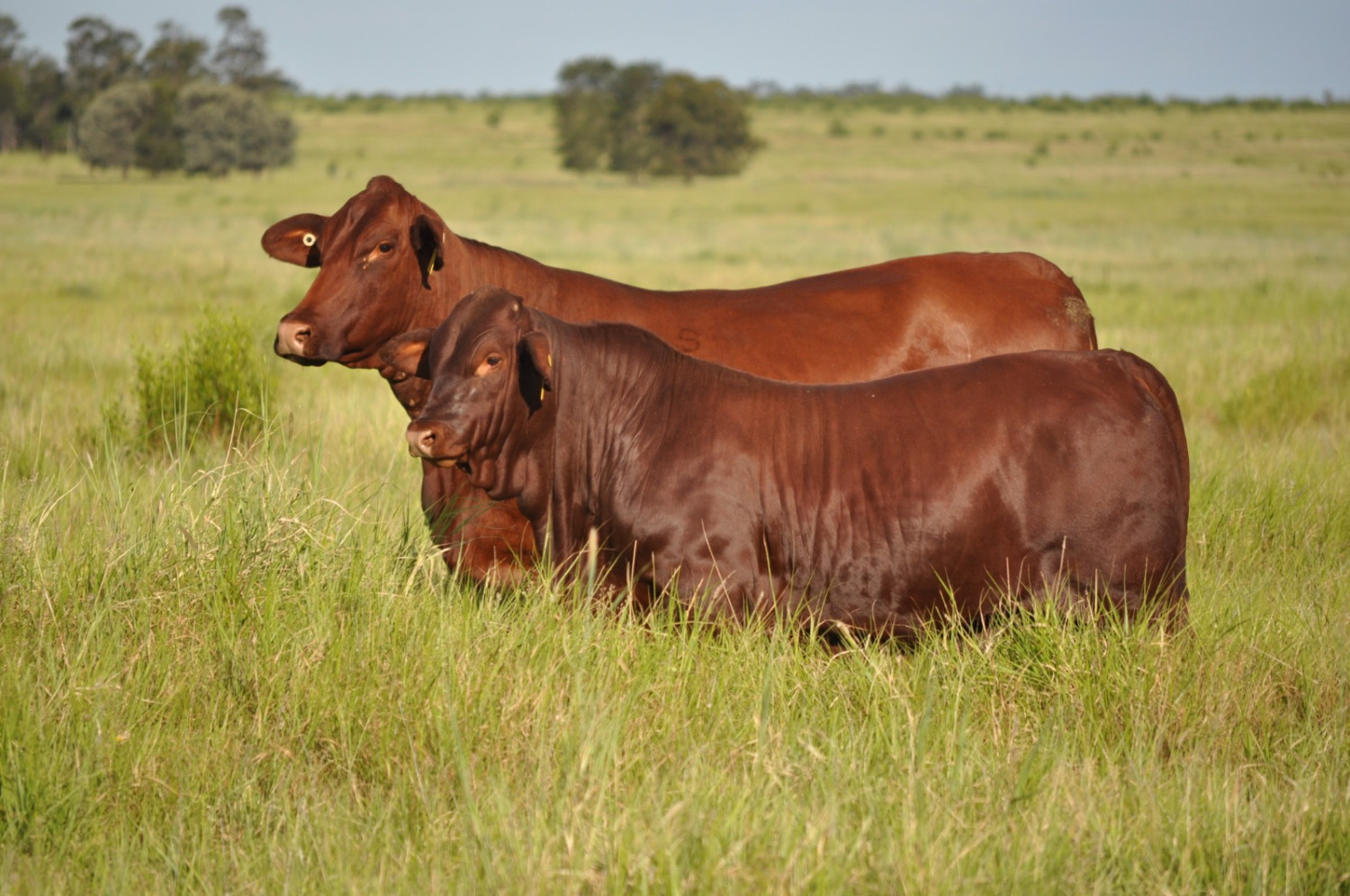 matriz com bezerro da raca santa gertrudis