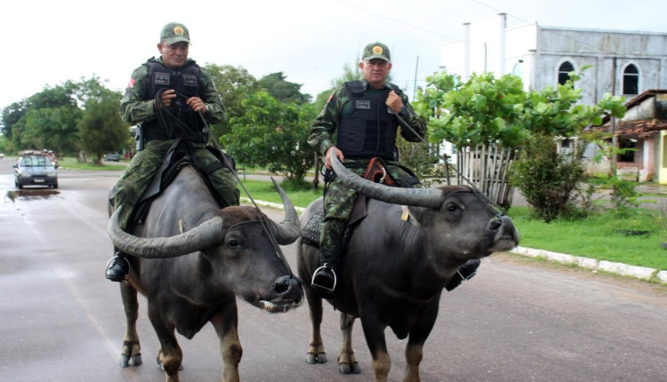 policiamento na ilha de marajo com bufalos
