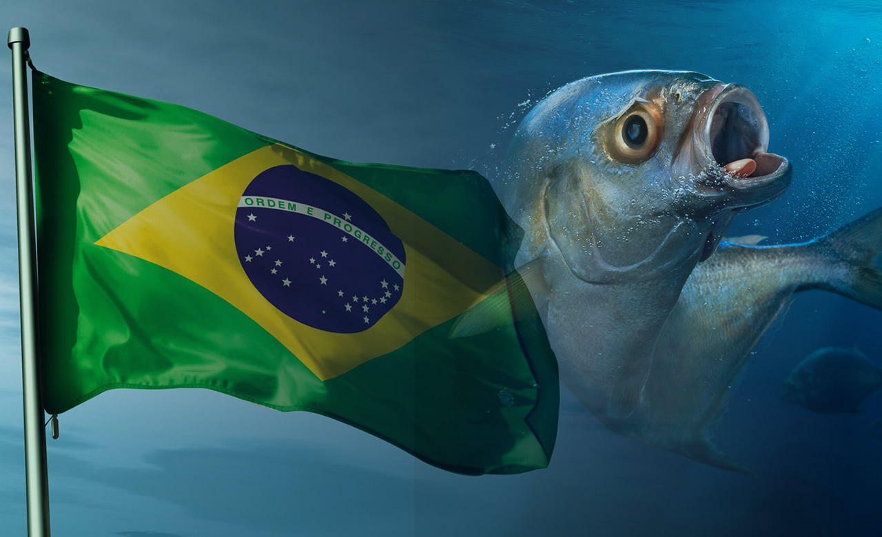 tilapia brasileira - tilapia do vietna