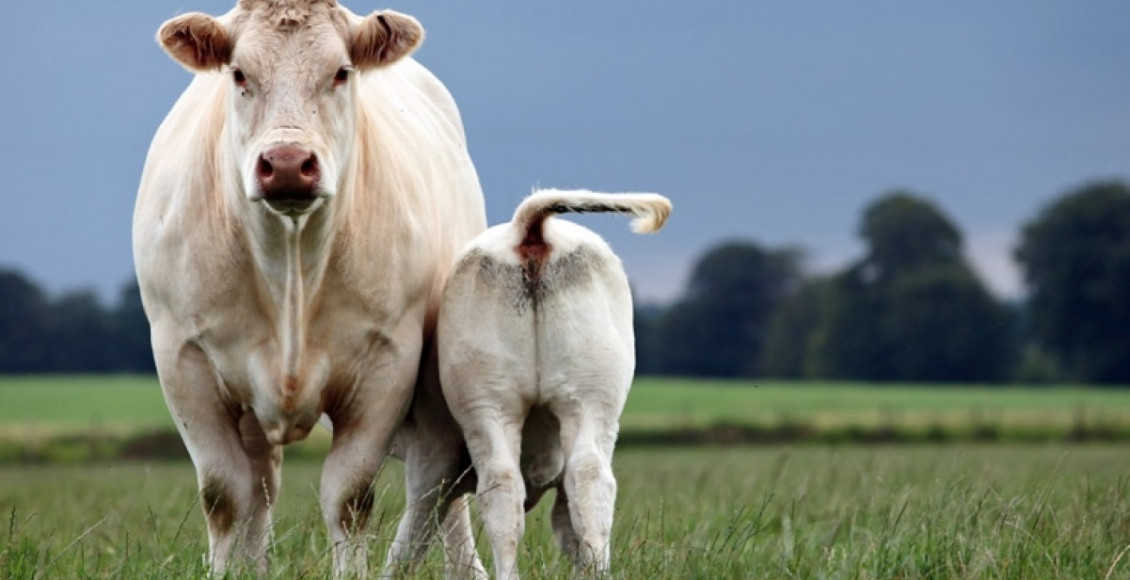 O que faz a vaca que perde a cria?