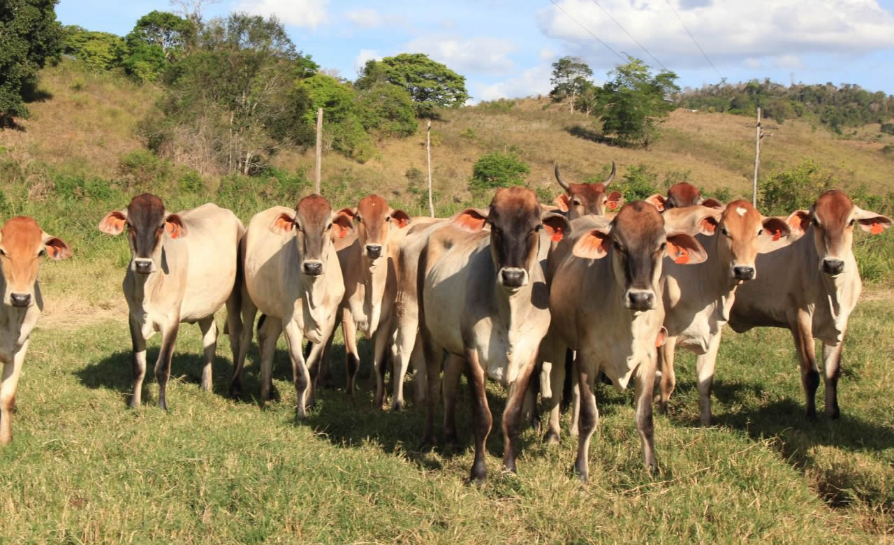 vacas e novilhas guzolando - produto de touro guzera - marca vi - bahia - Bahia alcança maior rebanho bovino