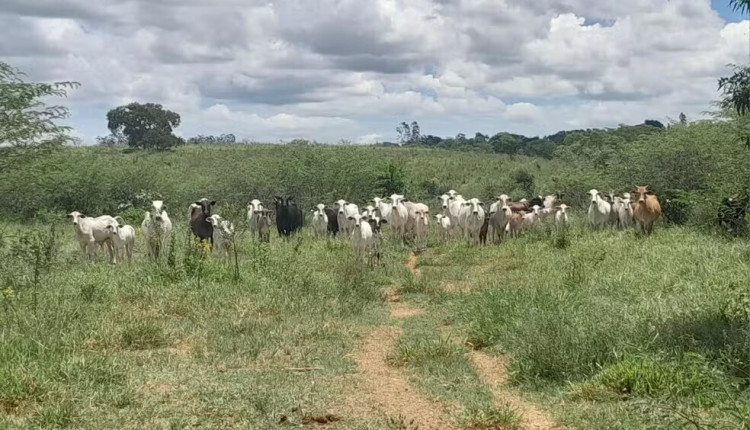 Fazenda recebe multa de R$ 17,3 mil por pastoreio de gado em Área de Preservação Permanente, em Presidente Prudente (SP)