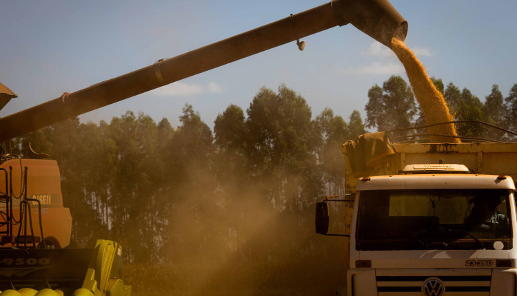 Além dos produtores de milho, o anúncio do plano para renegociação de parcelas de operações de crédito rural de investimento contempla produtores de soja, pecuária bovina e leite. (Divulgação CNA)