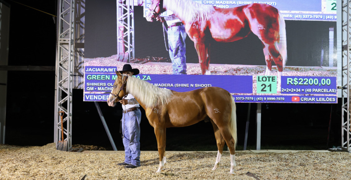 Show Safra Pecuária abre as portas para o primeiro leilão de cavalos