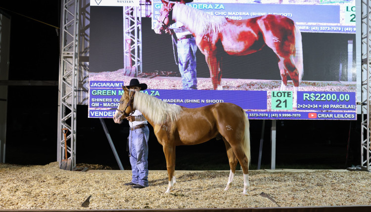 Show Safra Pecuária abre as portas para o primeiro leilão de cavalos