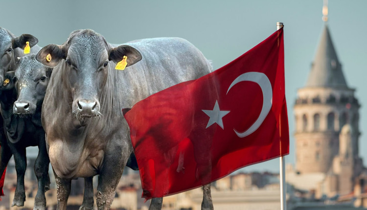 Apetite da Turquia pelo gado brasileiro continua alto