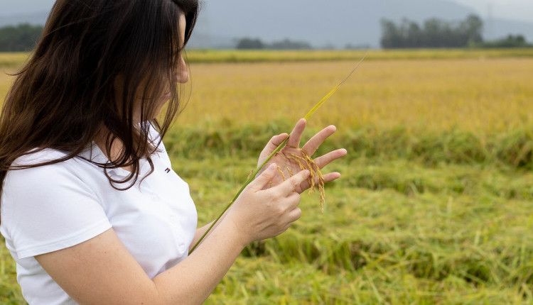 Como calcular o lucro da produção rural e prevenir perdas