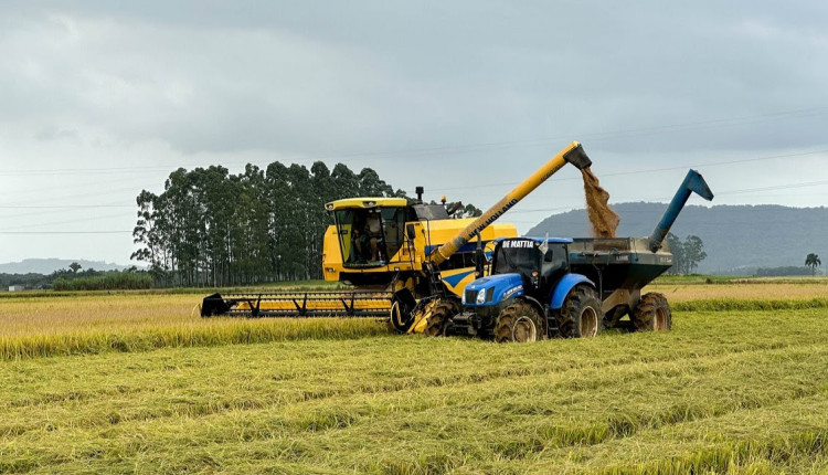 Após zelo no cultivo, agricultores colhem o arroz com a qualidade catarinense - maquinas colhendo arroz colheita arroz